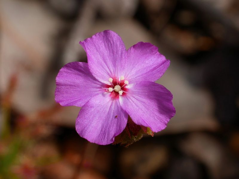 One of the thousands of Drosera silvicola, a Priority 1 pygmy sundew, that were discovered at Australian Wildlife Conservancy’s Paruna Wildlife Sanctuary in Western Australia. 