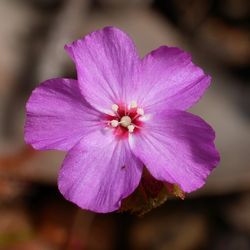 One of the thousands of Drosera silvicola, a Priority 1 pygmy sundew, that were discovered at Australian Wildlife Conservancy’s Paruna Wildlife Sanctuary in Western Australia.