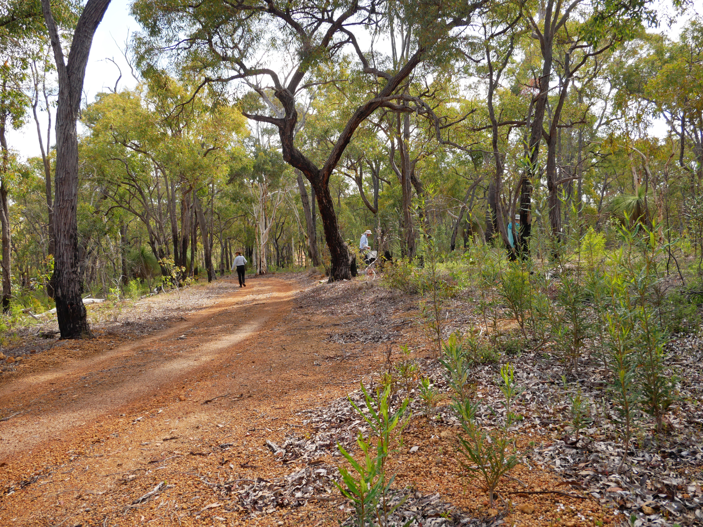 Habitat housing Drosera silvico at Australian Wildlife Conservancy’s Paruna Wildlife Sanctuary.