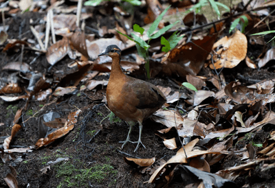 Slaty-masked tinamou: a new species found in the western Amazon rainforest, Brazil.