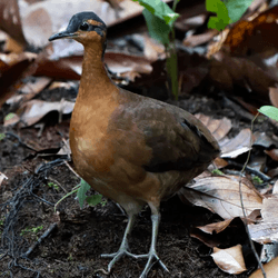 Slaty-masked tinamou: a new species found in the western Amazon rainforest, Brazil.