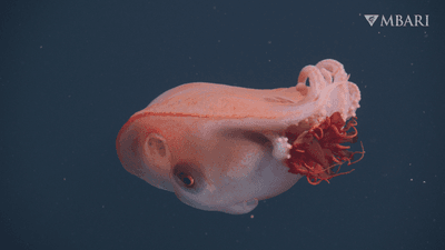 seven arm octopus eating a crimson red helmet jelly (Periphylla periphylla)