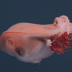 seven arm octopus eating a crimson red helmet jelly (Periphylla periphylla)