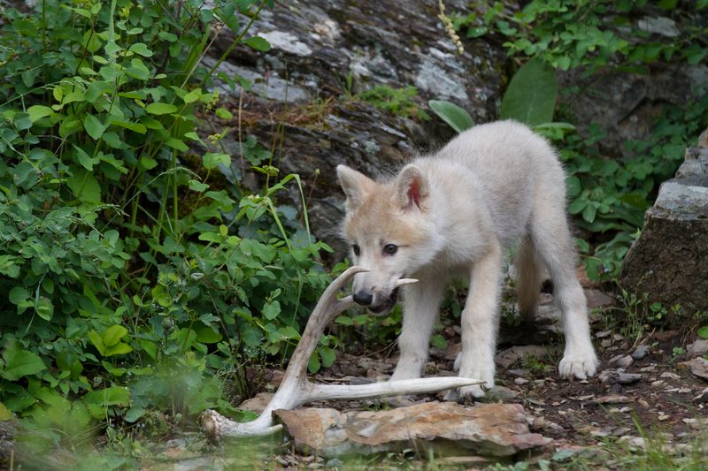 white wolf pup in the woods holding an antler in its mouth