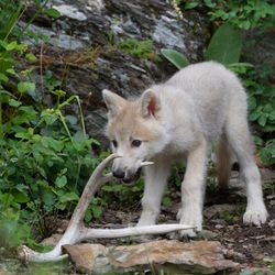 white wolf pup in the woods holding an antler in its mouth