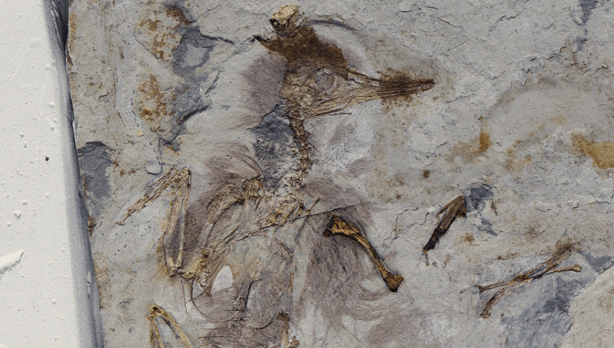 This 120-Million-Year-Old Bird Choked To Death With A Throat Full Of Stones. Why Did It Swallow Them? Nobody Knows