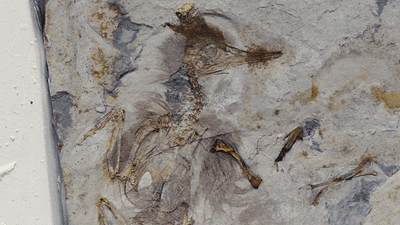 Chromeornis funkyi fossil with 800 stones in its throat