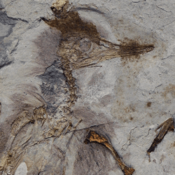 Chromeornis funkyi fossil with 800 stones in its throat