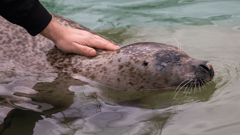 person touches a seals head, risky business if you don't want seal finger