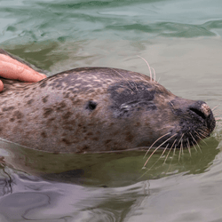 person touches a seals head, risky business if you don't want seal finger