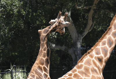 Gemina: A Crooked-Necked Giraffe At Santa Barbara Zoo Was A Feel-Good