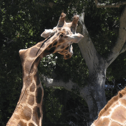 Gemina, the crooked-necked giraffe at the Santa Barbara Zoo.