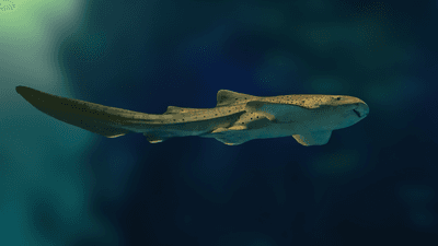 leopard shark baby swimming in a tank