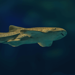 leopard shark baby swimming in a tank