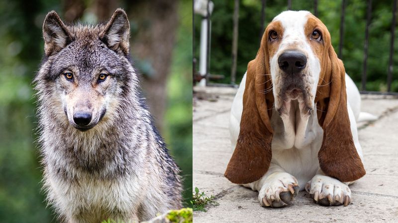 A wold with prciked up ears next to a basset hound with long drooping ears