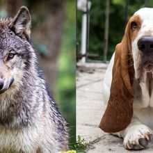A wold with prciked up ears next to a basset hound with long drooping ears