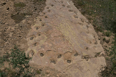 We've seen dinosaur tracks do many things, but never come full circle. Most prints are from the same feet, but a few possible exceptions can be seen.