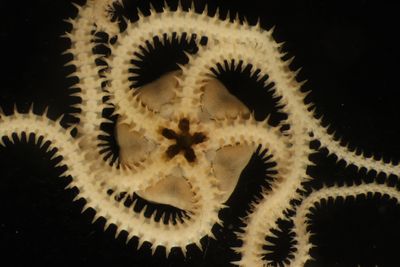 Abyssal brittle star: A Lovecraftian monster found in the new research.