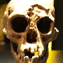 Homo floresiensis skull