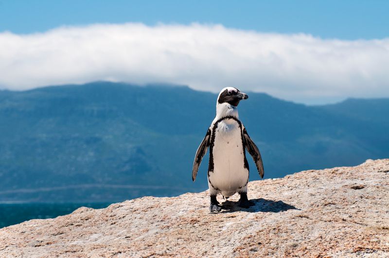 A single African Pengiun standing on rock with blue background