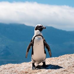 A single African Pengiun standing on rock with blue background