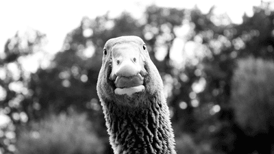 a greylag goose similar to andy the goose, pictured in black and white