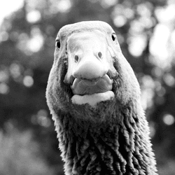 a greylag goose similar to andy the goose, pictured in black and white