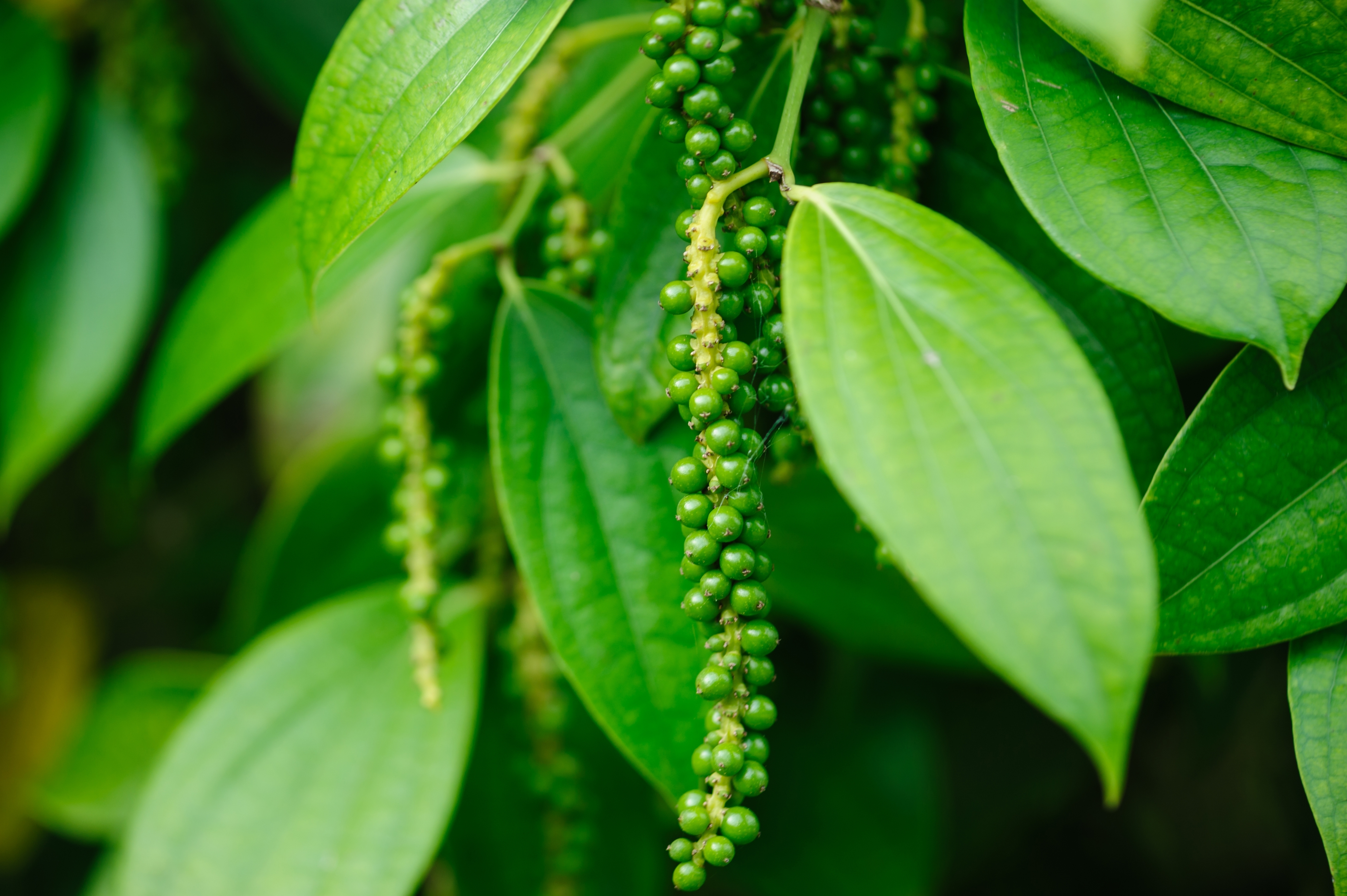 Piper nigrum, a green plant that grows green peppercorns