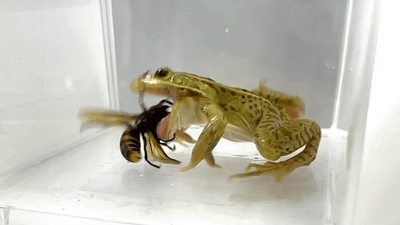 black spotted pond frog about to eat a giant hornet