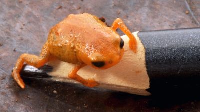 A tiny orange toadlet on the end of the pencil