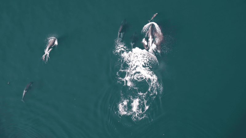Dolphins and northern resident killer whales hunting chinook salmon