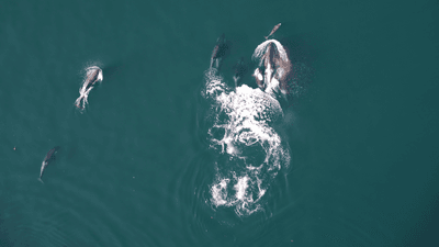 Dolphins and northern resident killer whales hunting chinook salmon