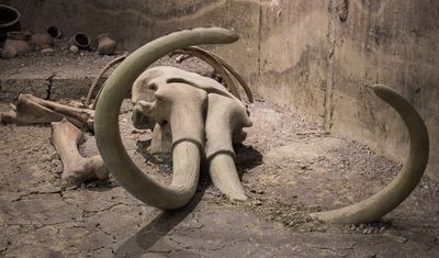 Mammoth skull and tusks