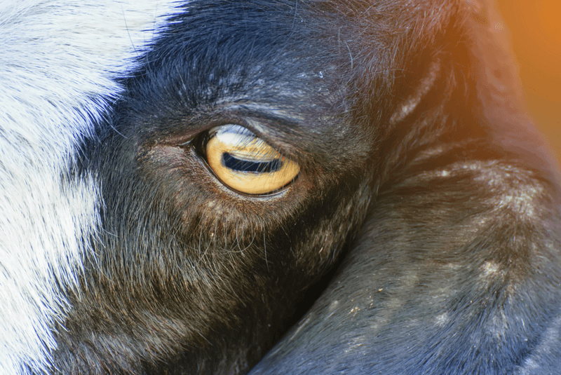 A goat eye pupil