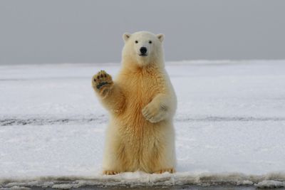 A polar bear waving hello