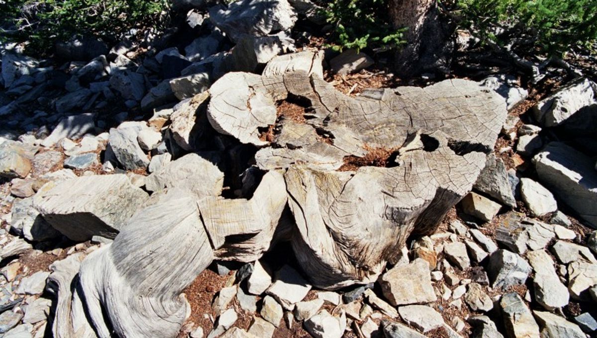 A 4,900-Year-Old Tree Called Prometheus Was Once The World's Oldest. Then, A Scientist Cut It Down