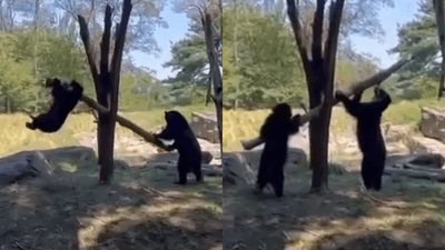 screengrab of two young Andean bears playing with a tree branch