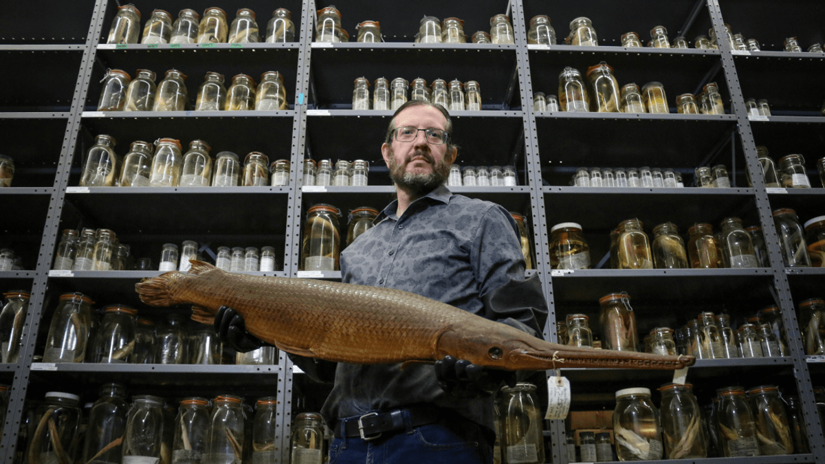 Where Can You Find A One-Of-A-Kind Pocket Shark Among 8 Million Pickled Fish? Louisiana's WWII Bunkers, Of Course