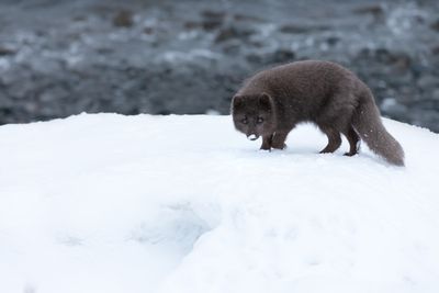 A slate grey fluffy fox with snow on its nose