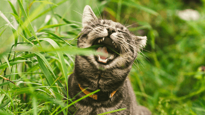 a cat eating grass