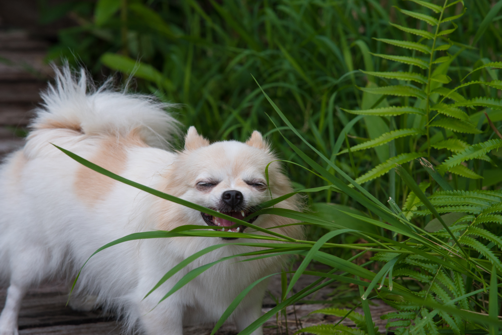 Gallery Detail: Why Do Cats And Dogs Eat Grass Here S What