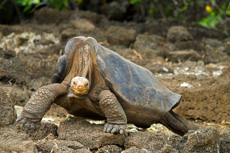Lonesome George, a Pinta Island Tortoise (Chelonoidis nigra abingdoni),October 2008.