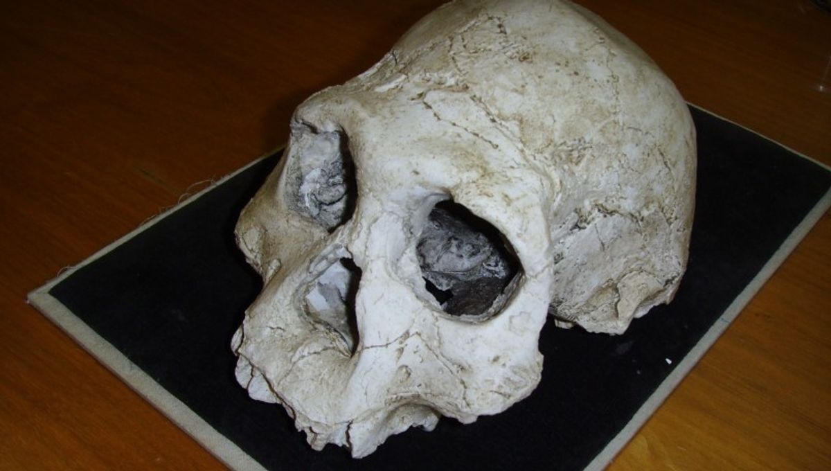 Homo georgicus: el inesperado primer viajero humano fuera de África