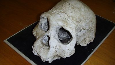 Dmanisi cranium