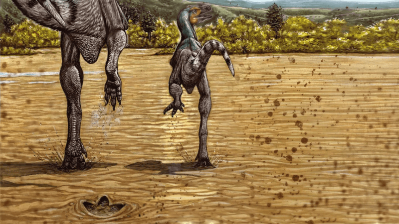 theropod dinosaur running across mud