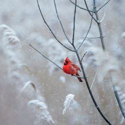 A bright red male Northern Cardinal sits perched on a branch in the falling snow.