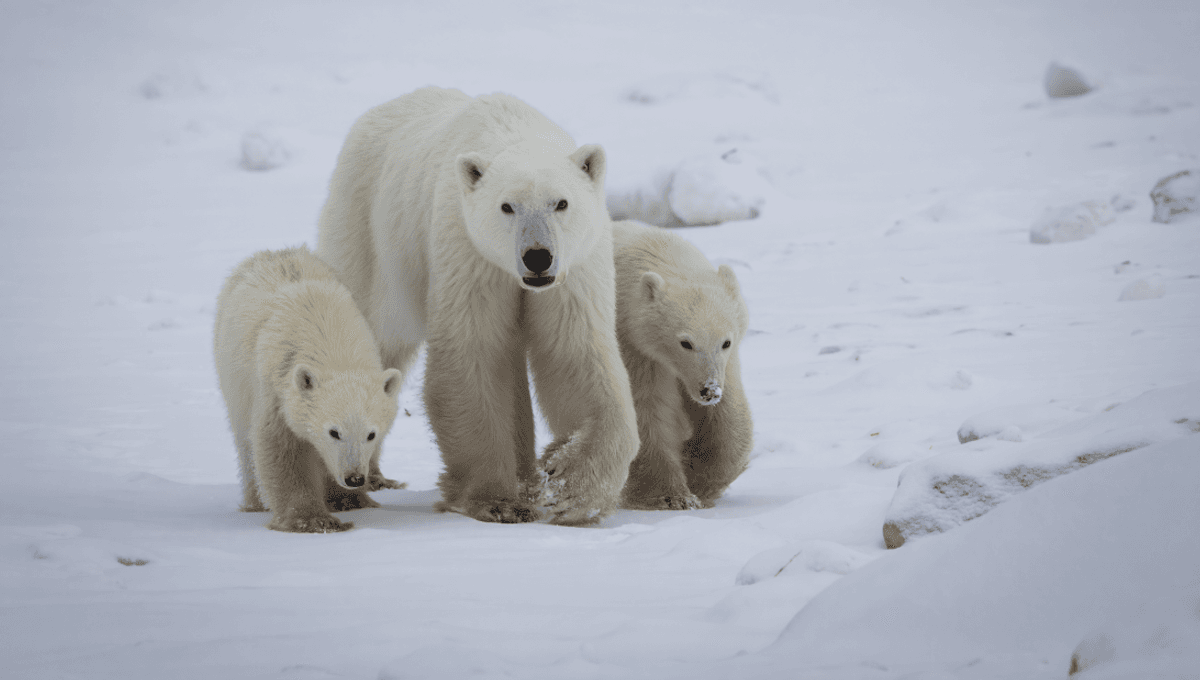 A Wild Polar Bear Has Adopted A Cub, Scientists Confirm – An Extraordinarily Rare (And Adorable) Behavior