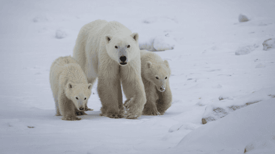 a polar bear mom with her cub and an adopted cub