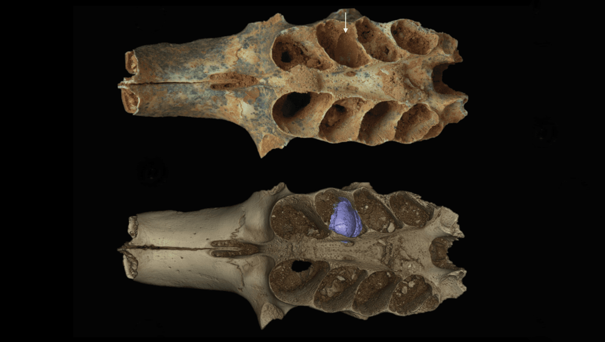 Ancient Bees Transformed Mammal Tooth Sockets into Ingenious Nurseries 20,000 Years Ago, Fossil Reveals
