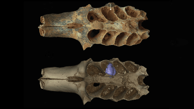 A part of a fossilized mammal skull, with sediment in a tooth socket that turned out to be a nest built by a prehistoric bee.